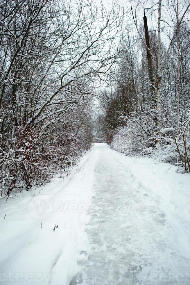 A path through a snow-covered forest with footprints in the snow. Graphic bare branches of the trees in white forest. Winter landscape photo