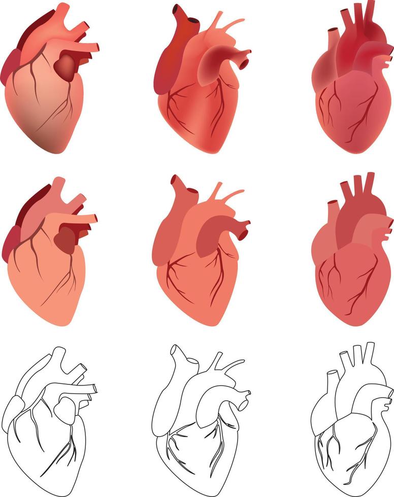 conjunto de corazones anatómicos vectoriales en gráficos y color en 3 estilos vector