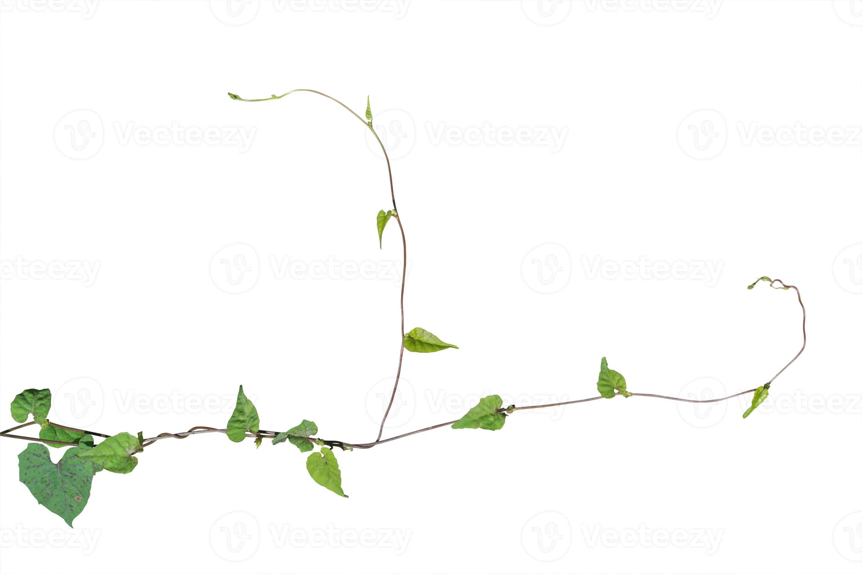 Vine plant, Nature Ivy leaves plant isolated on white background