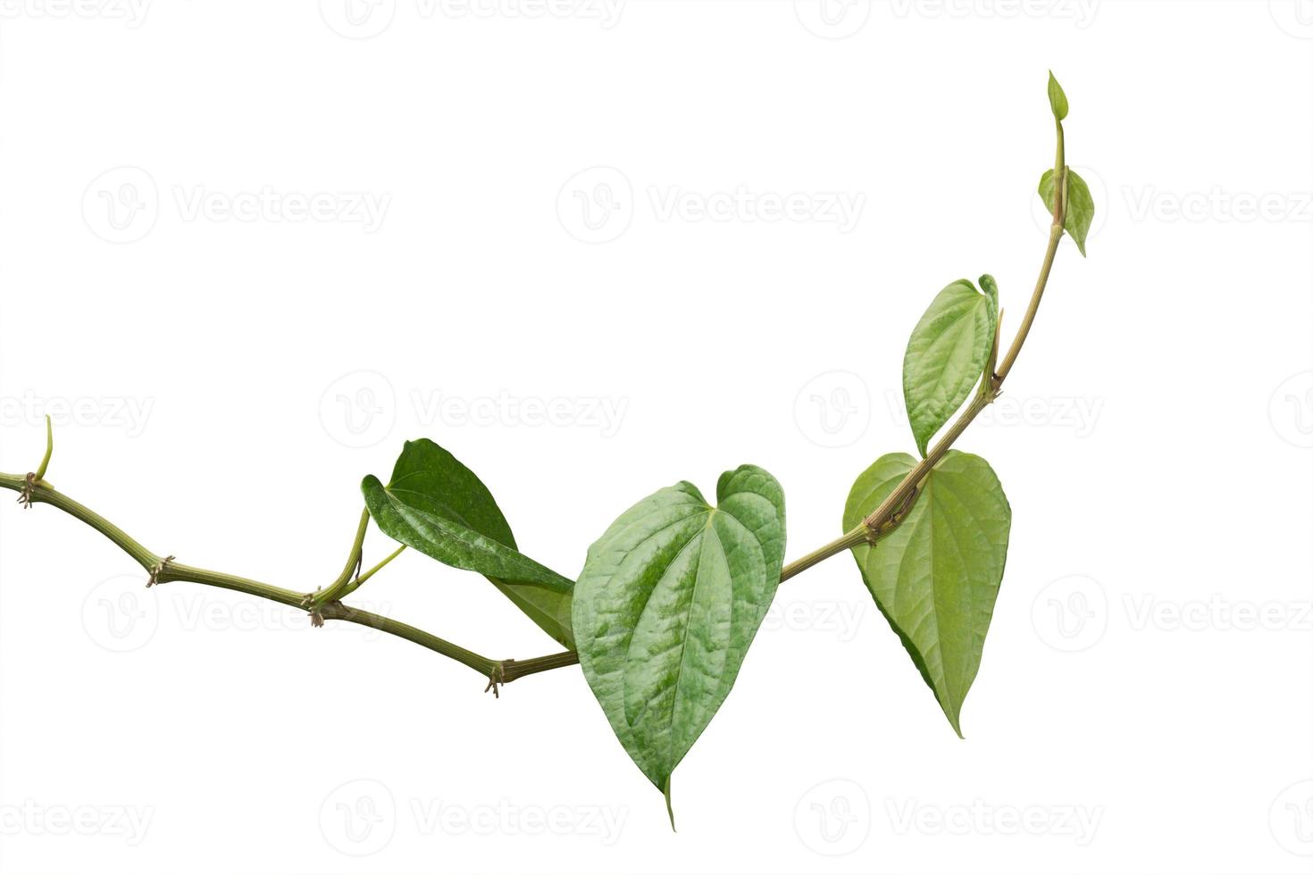 Vine plant, Nature Ivy leaves plant isolated on white background, clipping path included. photo