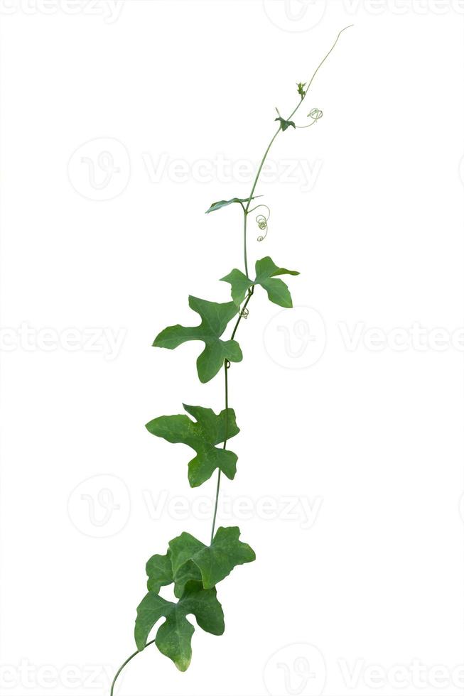 vine plants isolate on white background. clipping path photo