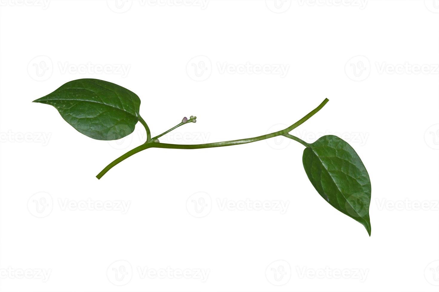 vine plants isolate on white background. clipping path photo