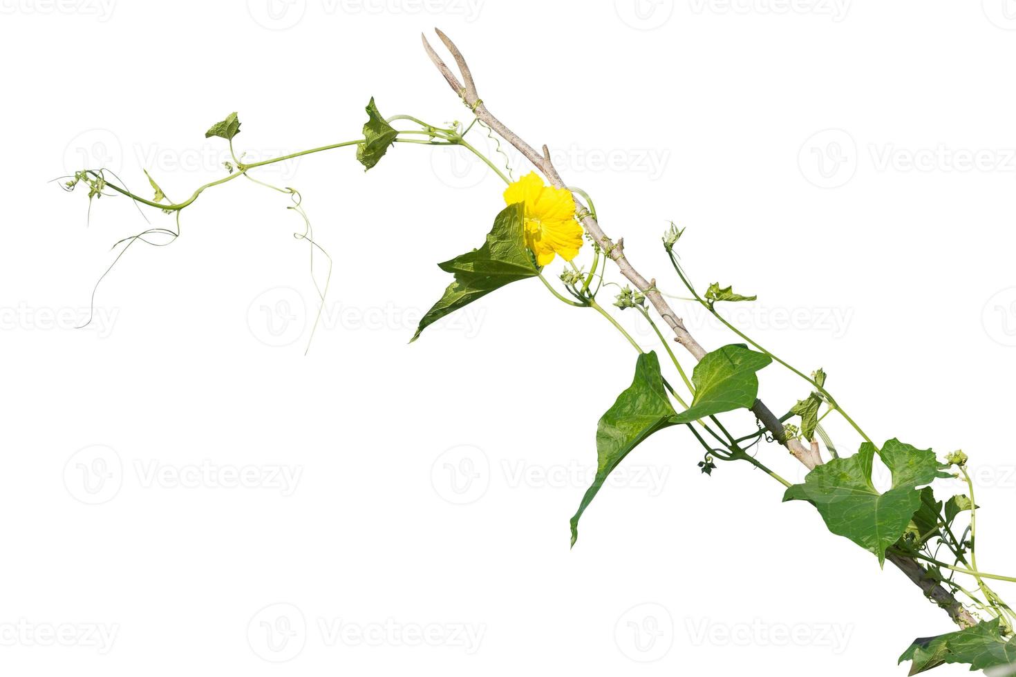 vine plants isolate on white background. clipping path photo