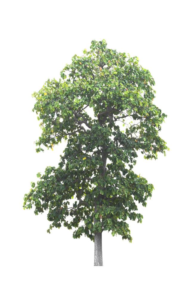 tree isolated on white background photo