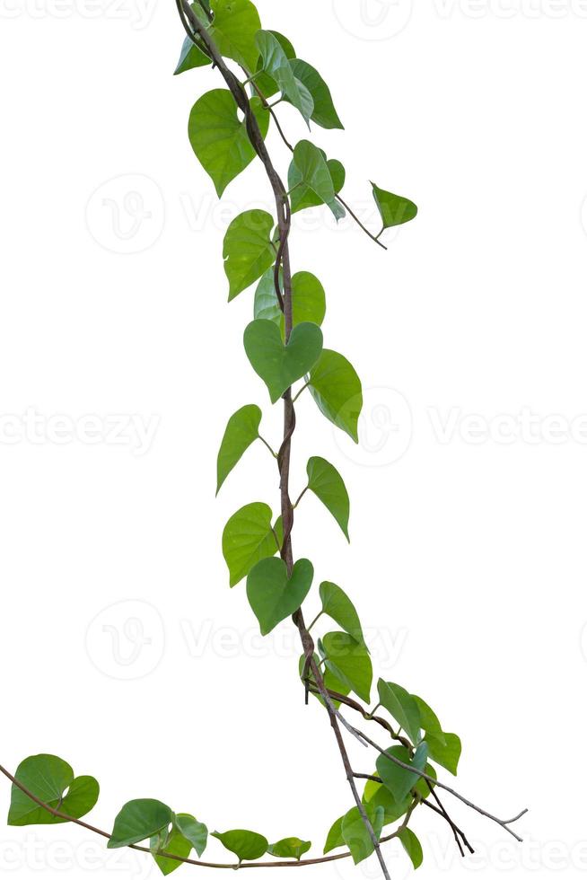 Vine plant, Nature Ivy leaves plant isolated on white background, clipping path included. photo