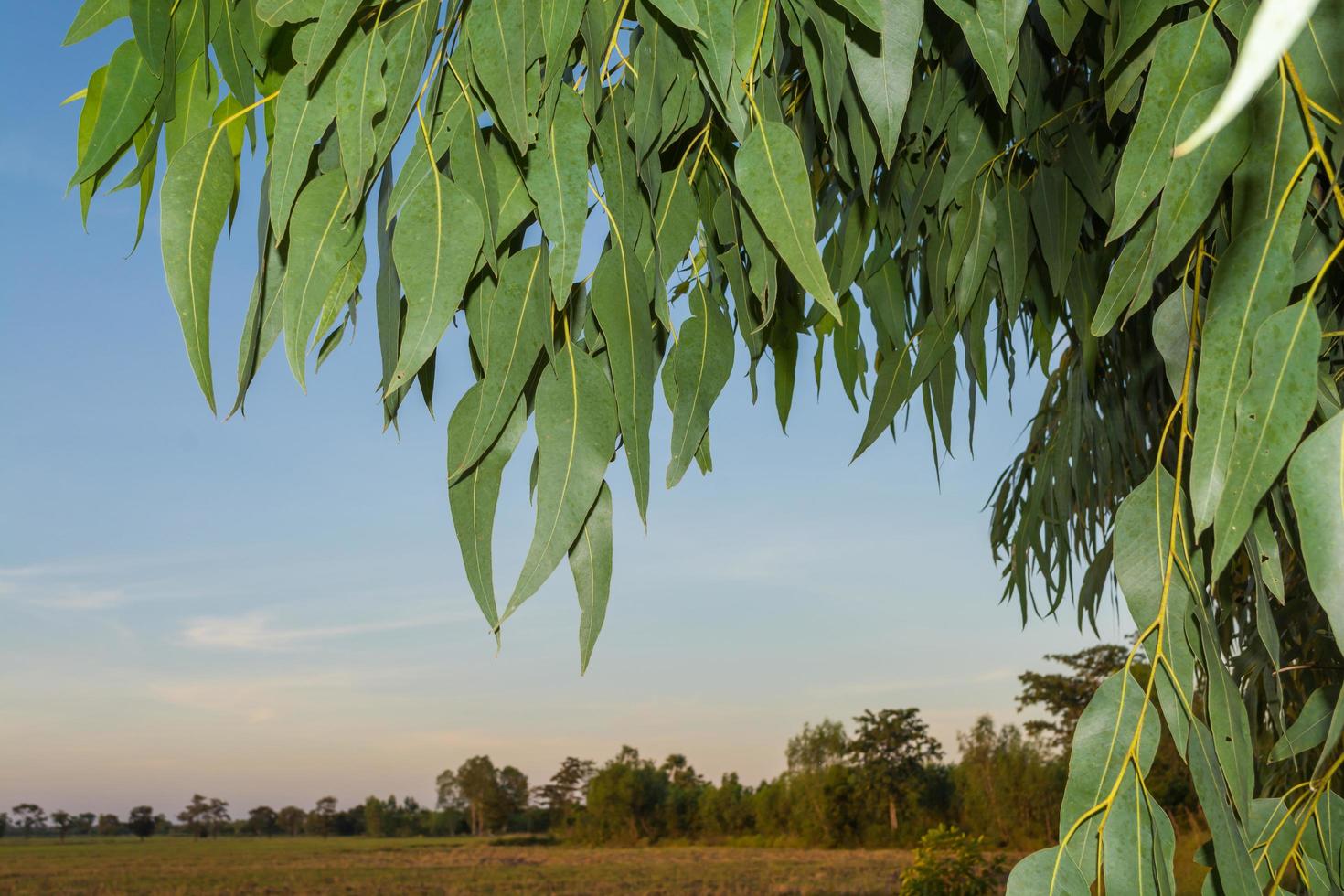 Eucalyptus leaves. branch eucalyptus tree nature background photo