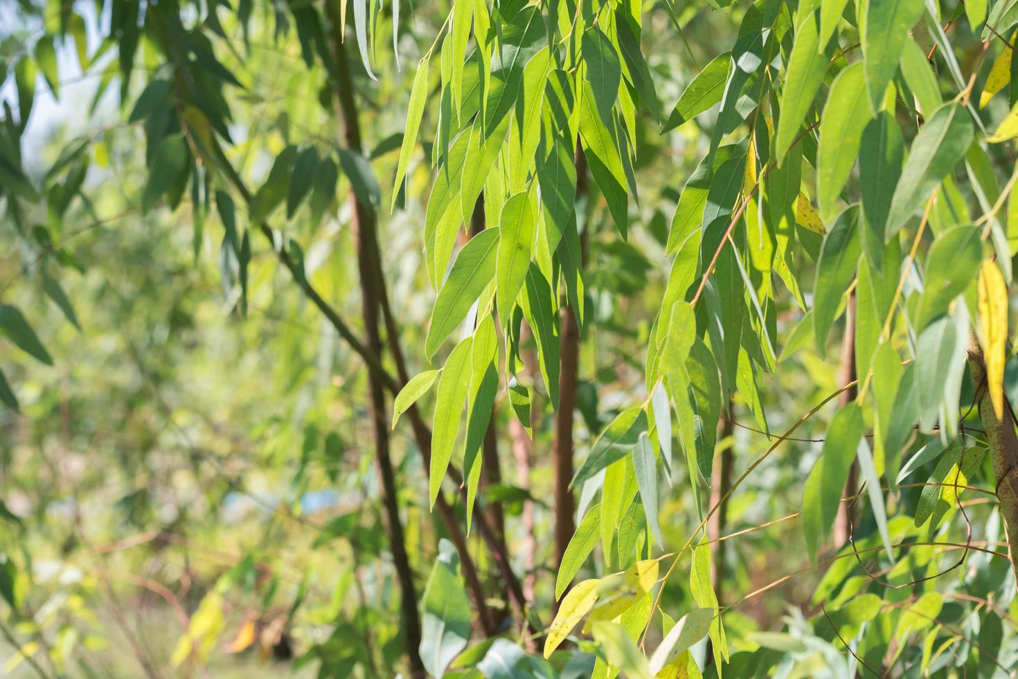 Eucalyptus leaves. branch eucalyptus tree nature background photo