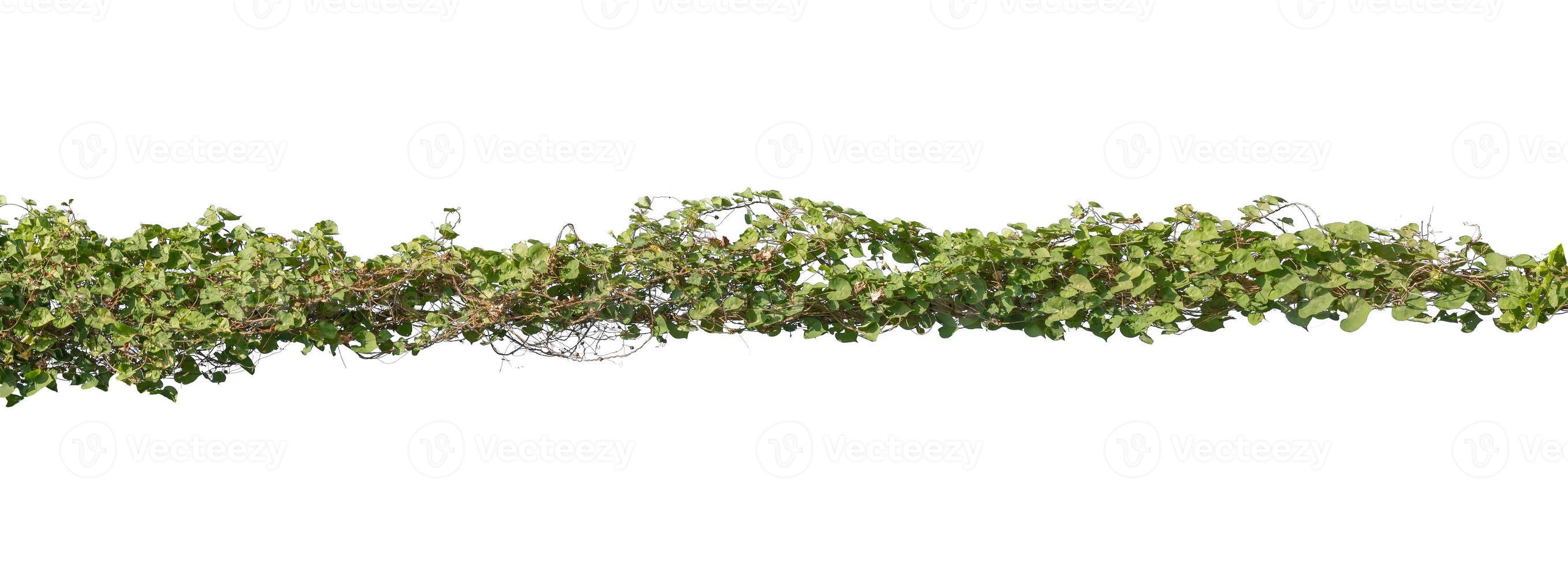 Plants ivy. Vines on poles on white background, Clipping path photo