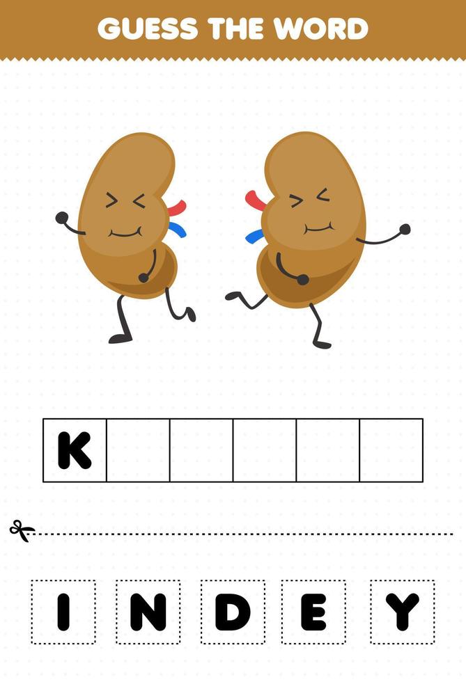 juego educativo para niños adivina la palabra letras practicando dibujos animados lindo órgano interno riñón vector