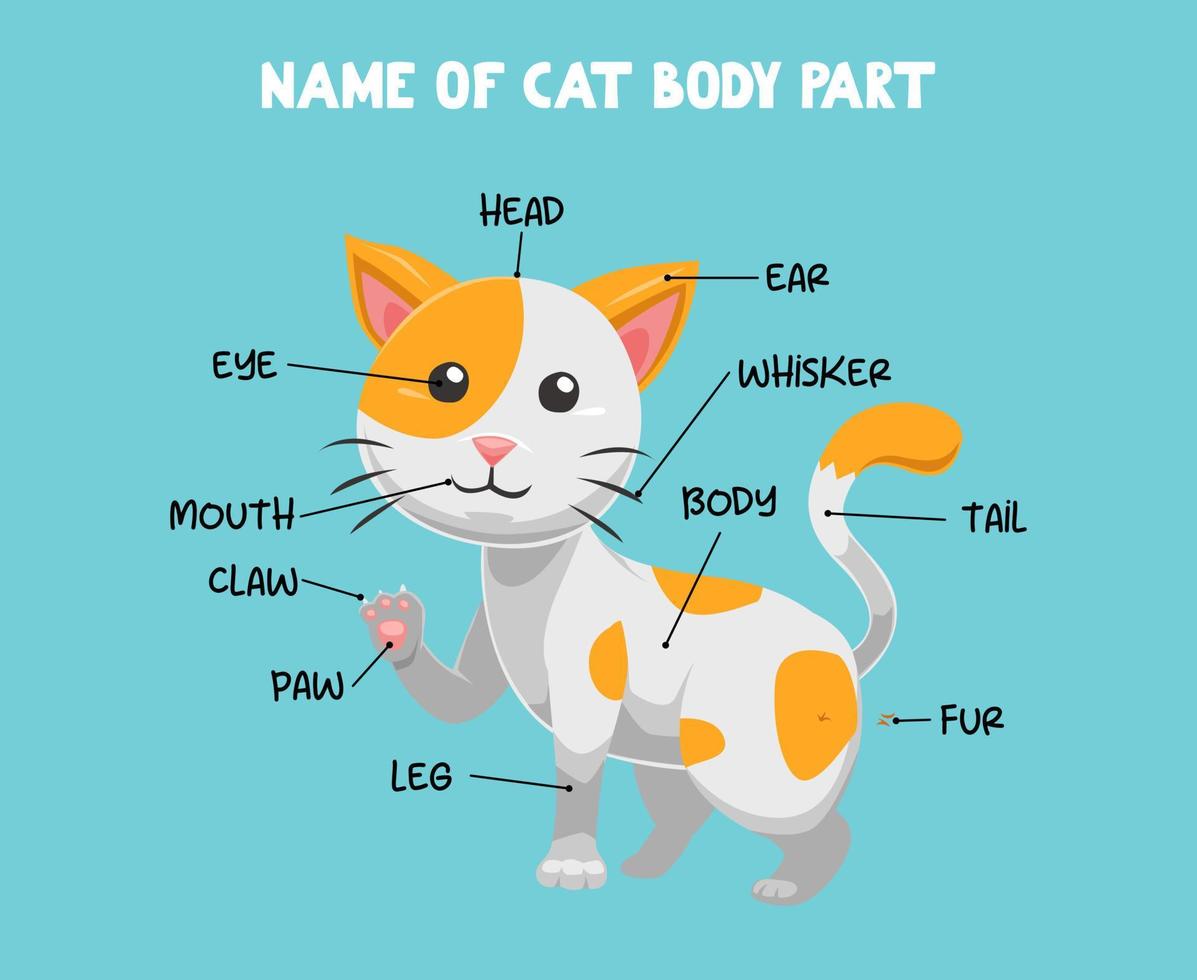 Name of cute cartoon cat body part for kids in english vector