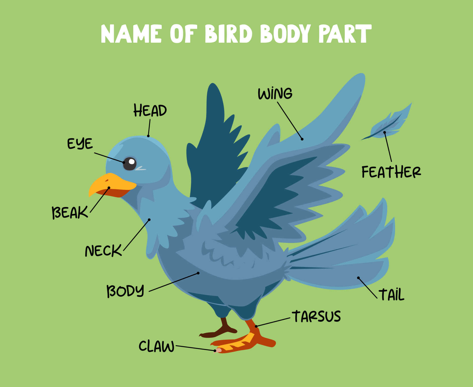 Name Of Cute Cartoon Bird Body Part For Kids In English 9971534 Vector 3-parts-of-circulatory-system