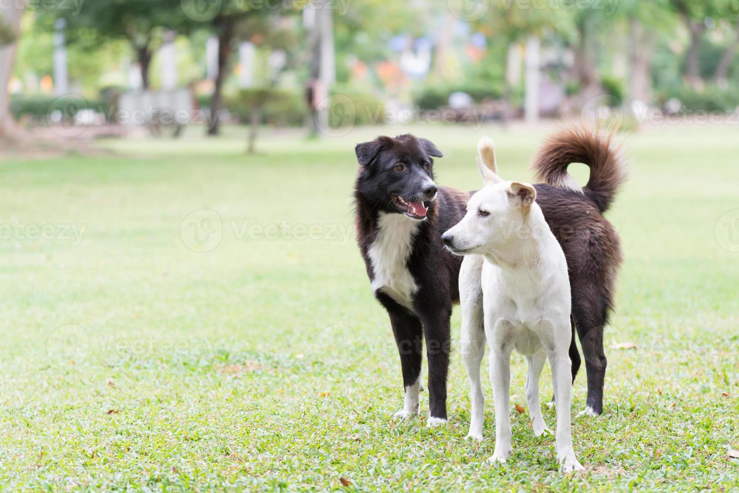 dog in garden photo