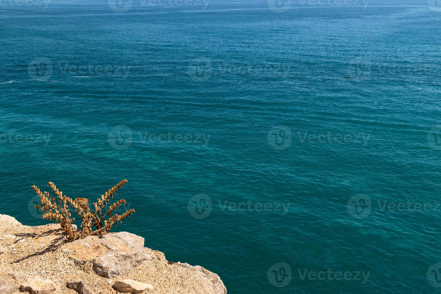 planta en el acantilado de la costa con el mar de fondo. imagen horizontal foto