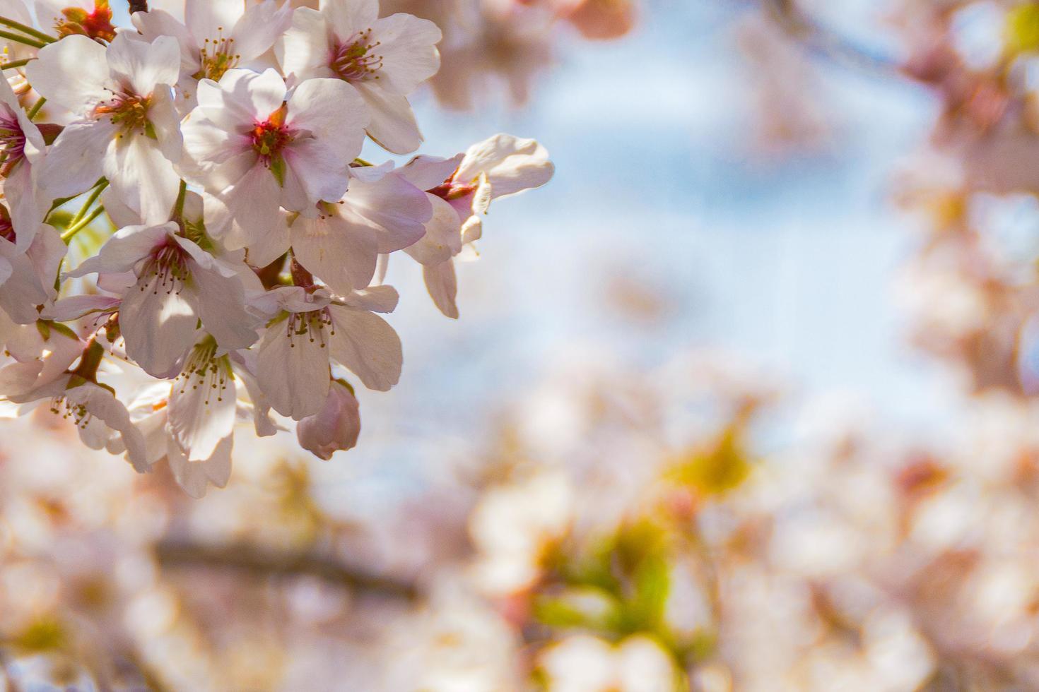 Pink Sakura Flowers Bokeh Bakground photo