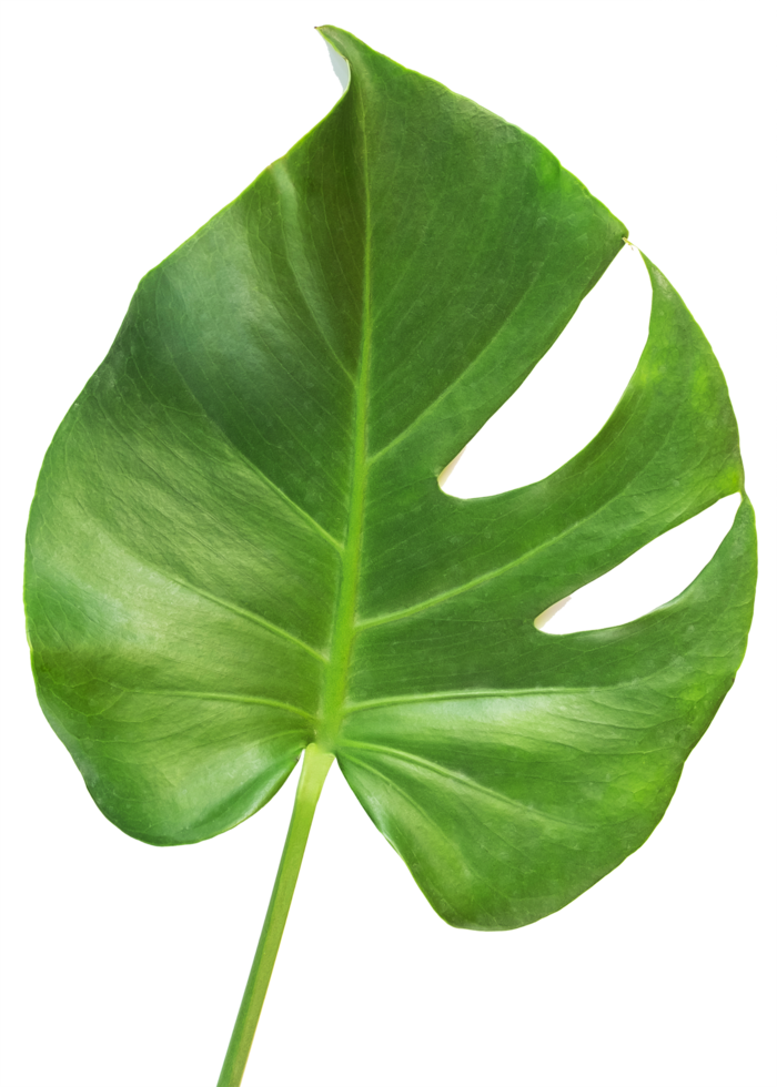 isolated green monstera leaf transparent background. png