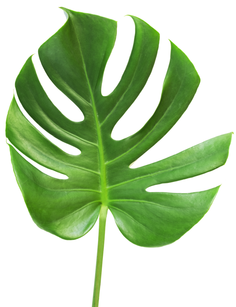 isolated green monstera leaf transparent background. 9974082 PNG