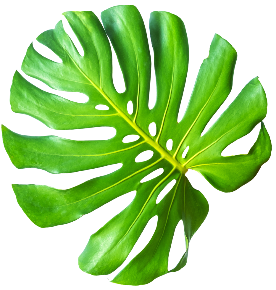 isolated green monstera leaf trabsparent background. png