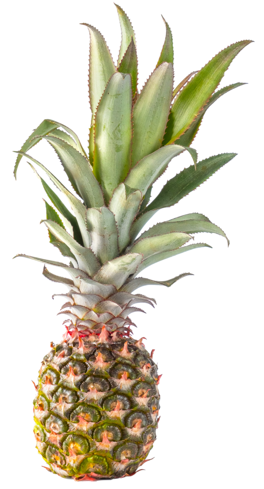 fondo transparente de fruta de piña aislada. png