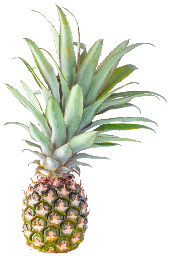 isolated pineapple fruit transparent background. png