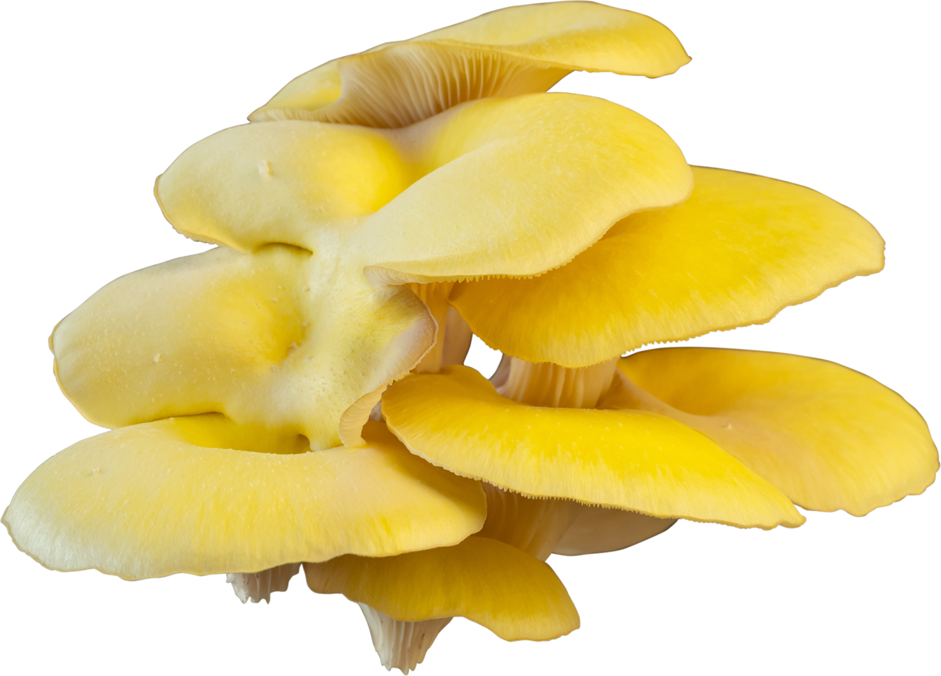 ritaglio di funghi ostrica isolato su sfondo bianco. png