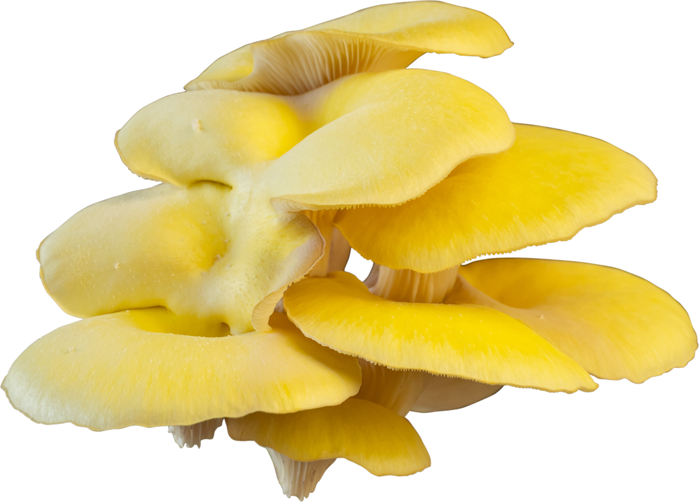 isolated oyster mushroom cutout on white background. png