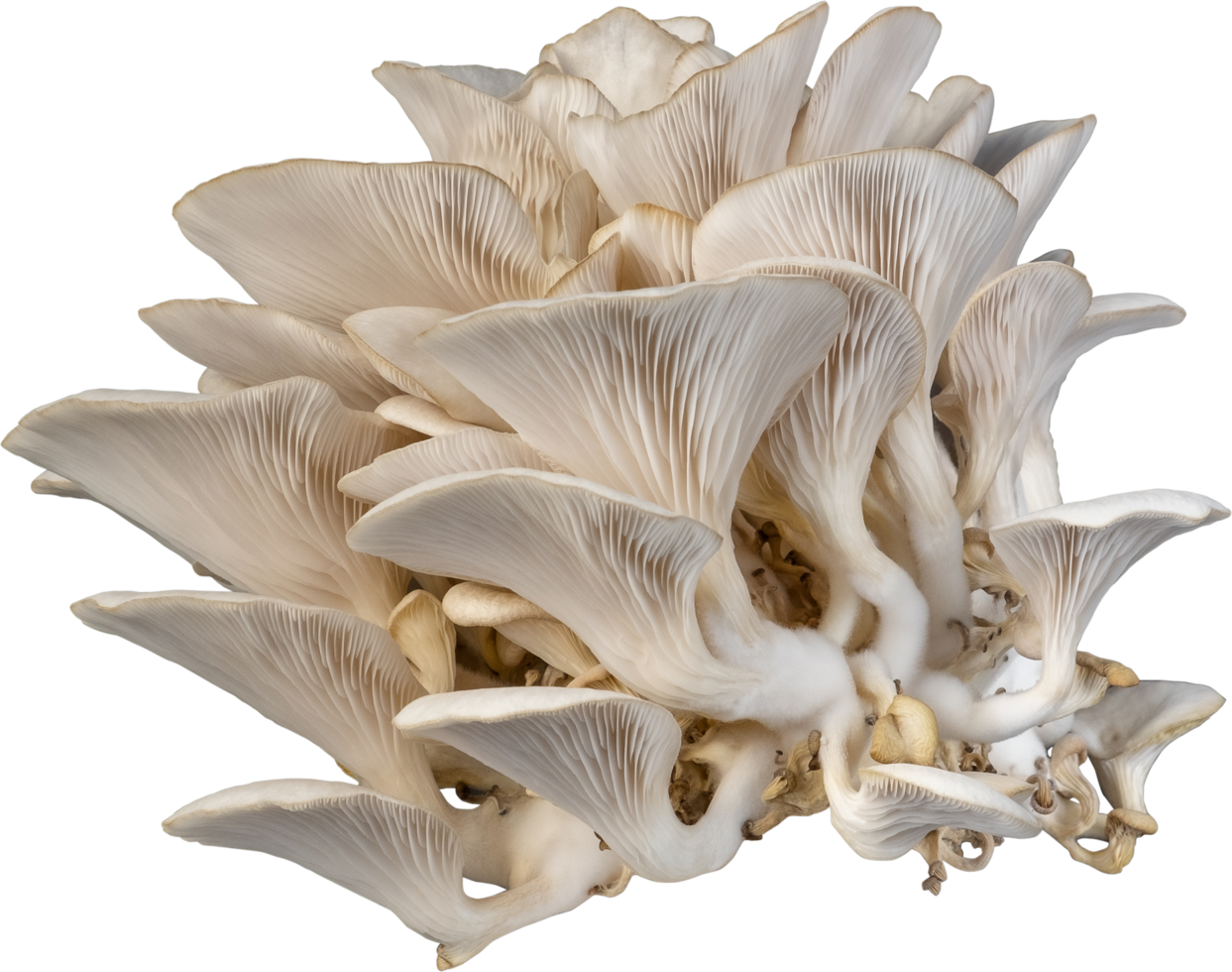 isolated oyster mushroom cutout on white background. png