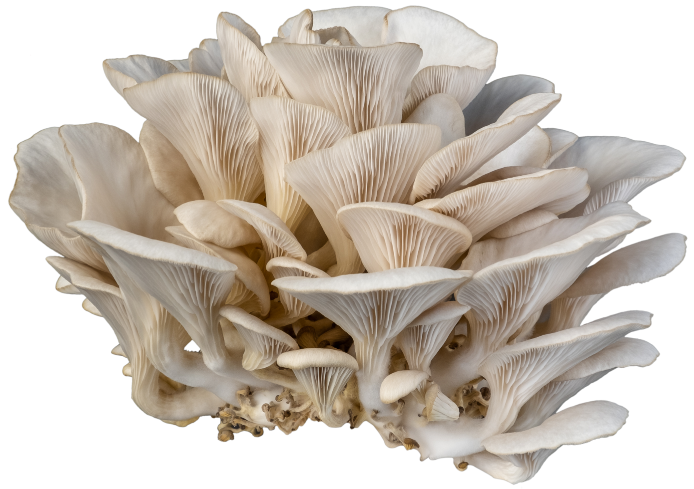 isolated oyster mushroom cutout on white background. png