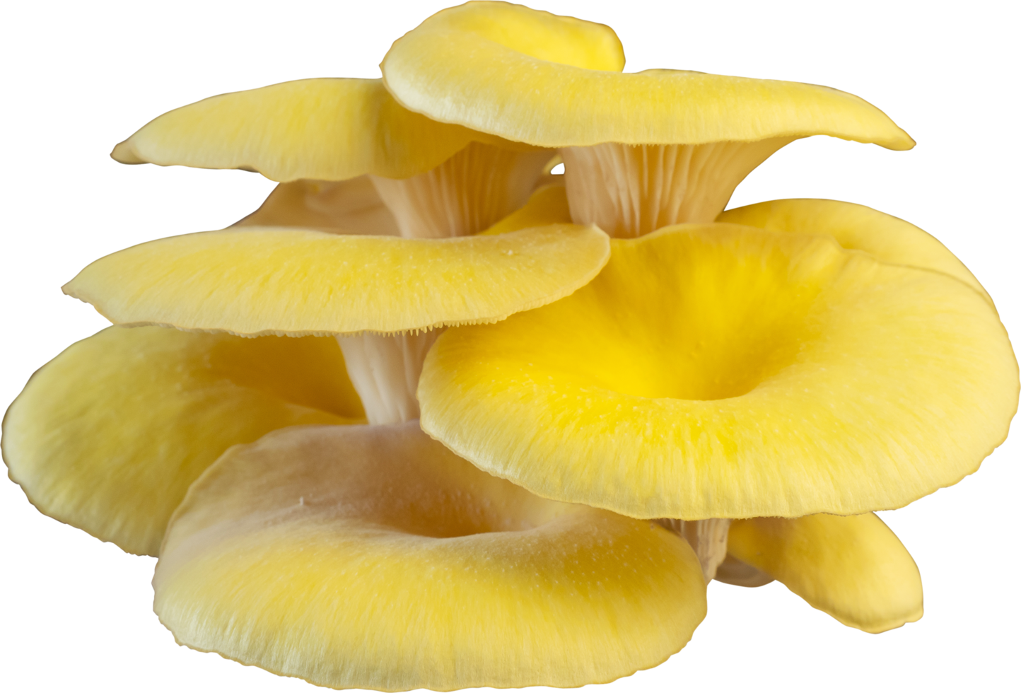 isolated oyster mushroom cutout on white background. png