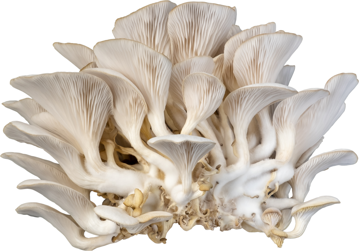 isolated oyster mushroom cutout on white background. png