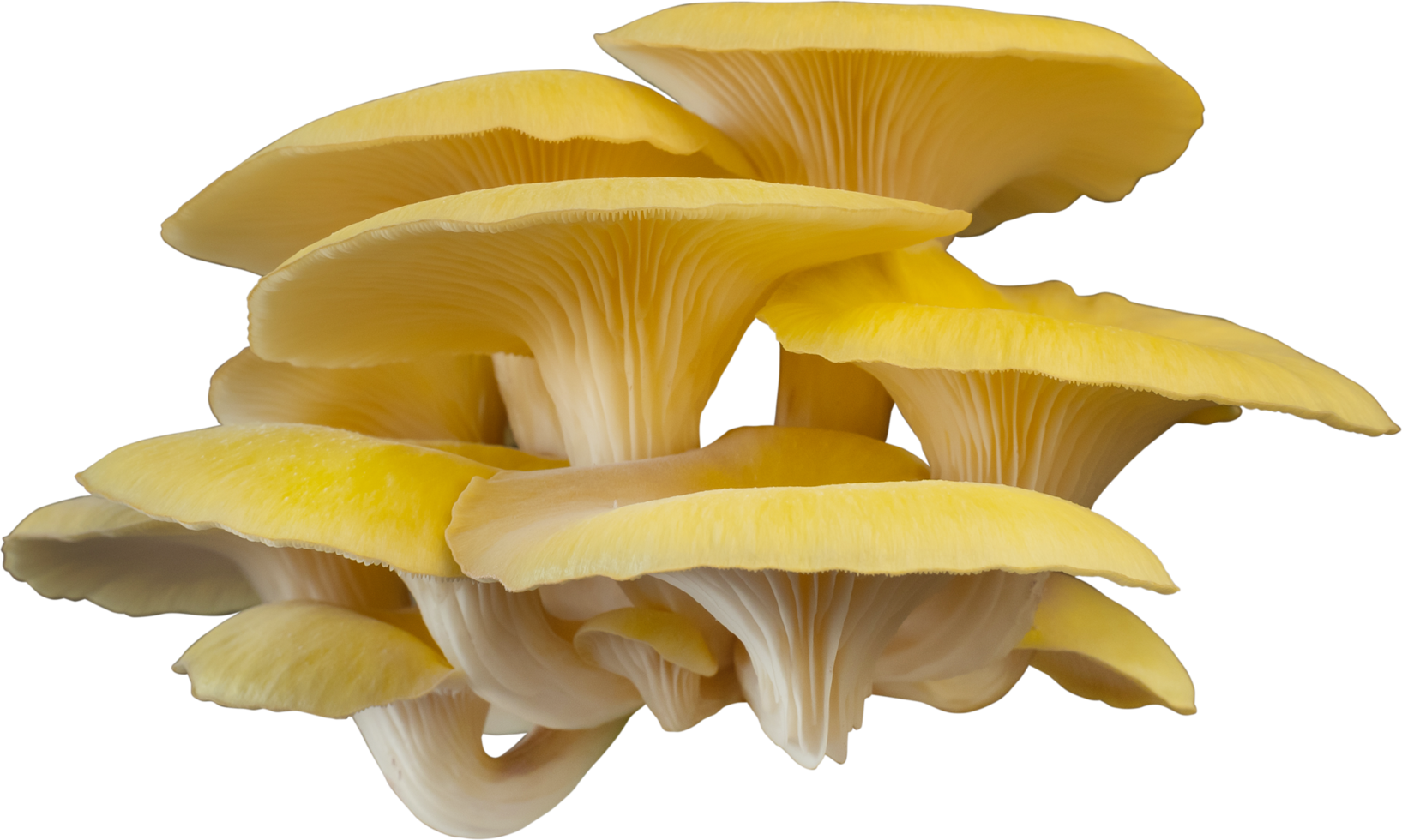 isolated oyster mushroom cutout on white background. png