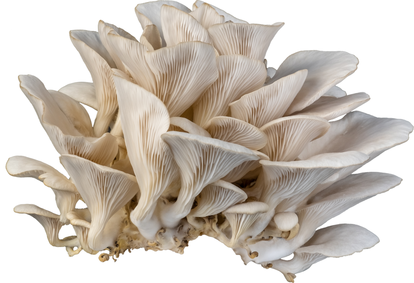 isolated oyster mushroom cutout on white background. png