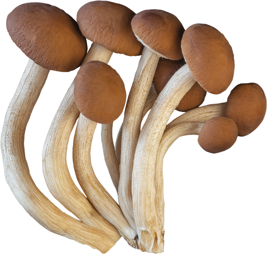 découpe de champignon enoki isolé sur fond blanc. png