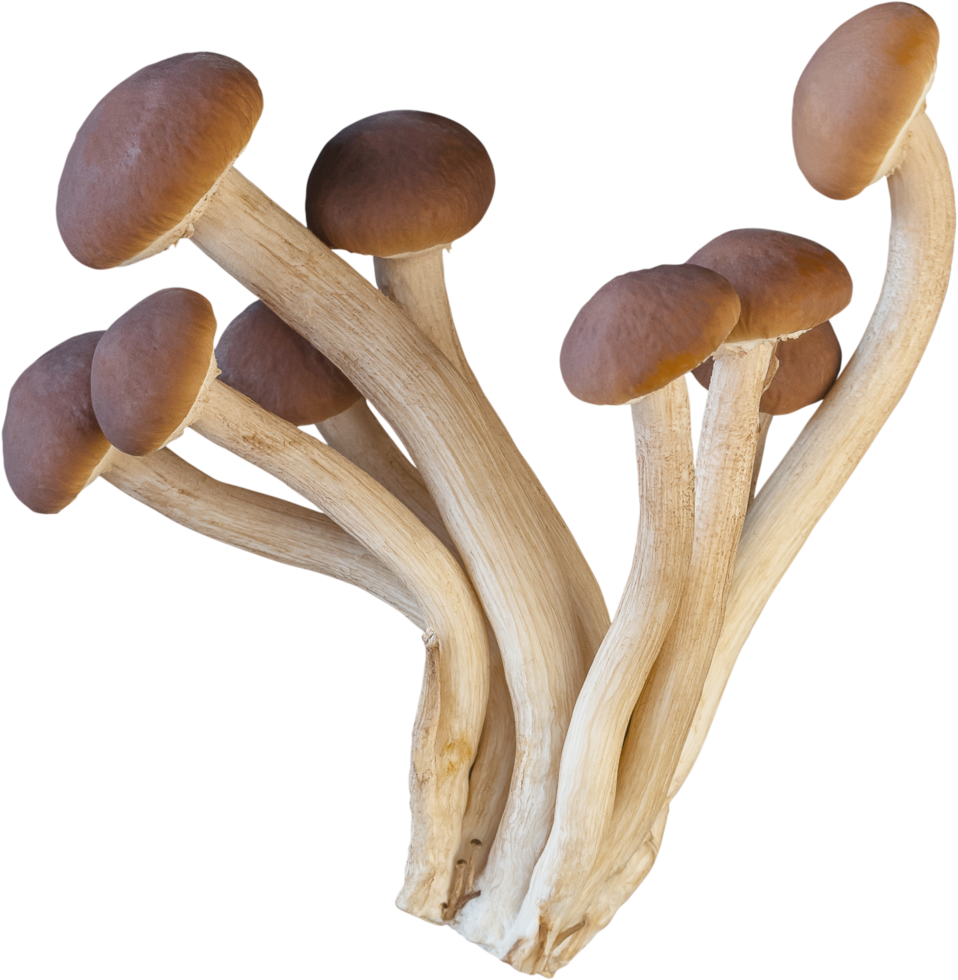 Isolated enoki mushroom cutout on white background. png