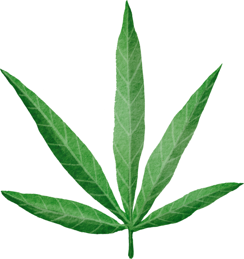 Cutout cannabis leaf simplicity watercolor painting. png