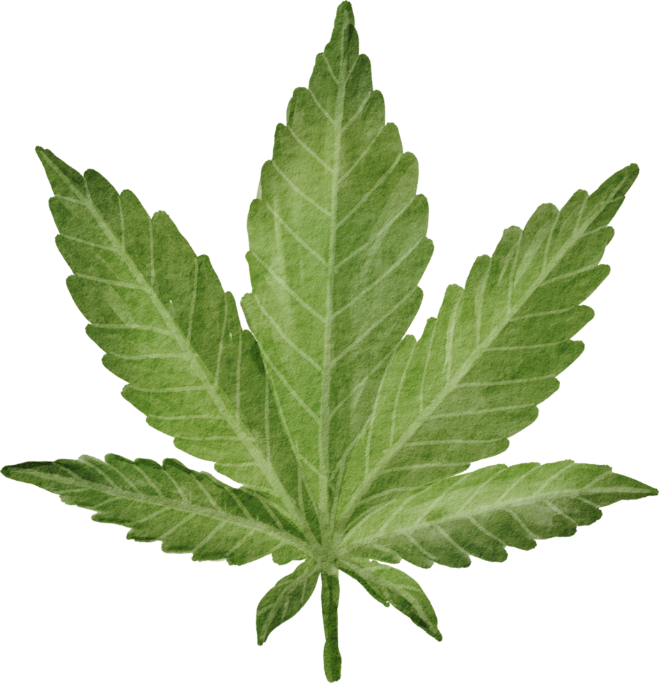 Cutout cannabis leaf simplicity watercolor painting. png