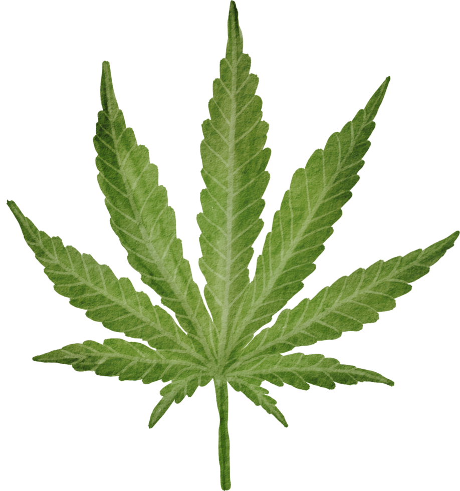 uitgesneden cannabis blad eenvoud aquarel schilderij. png