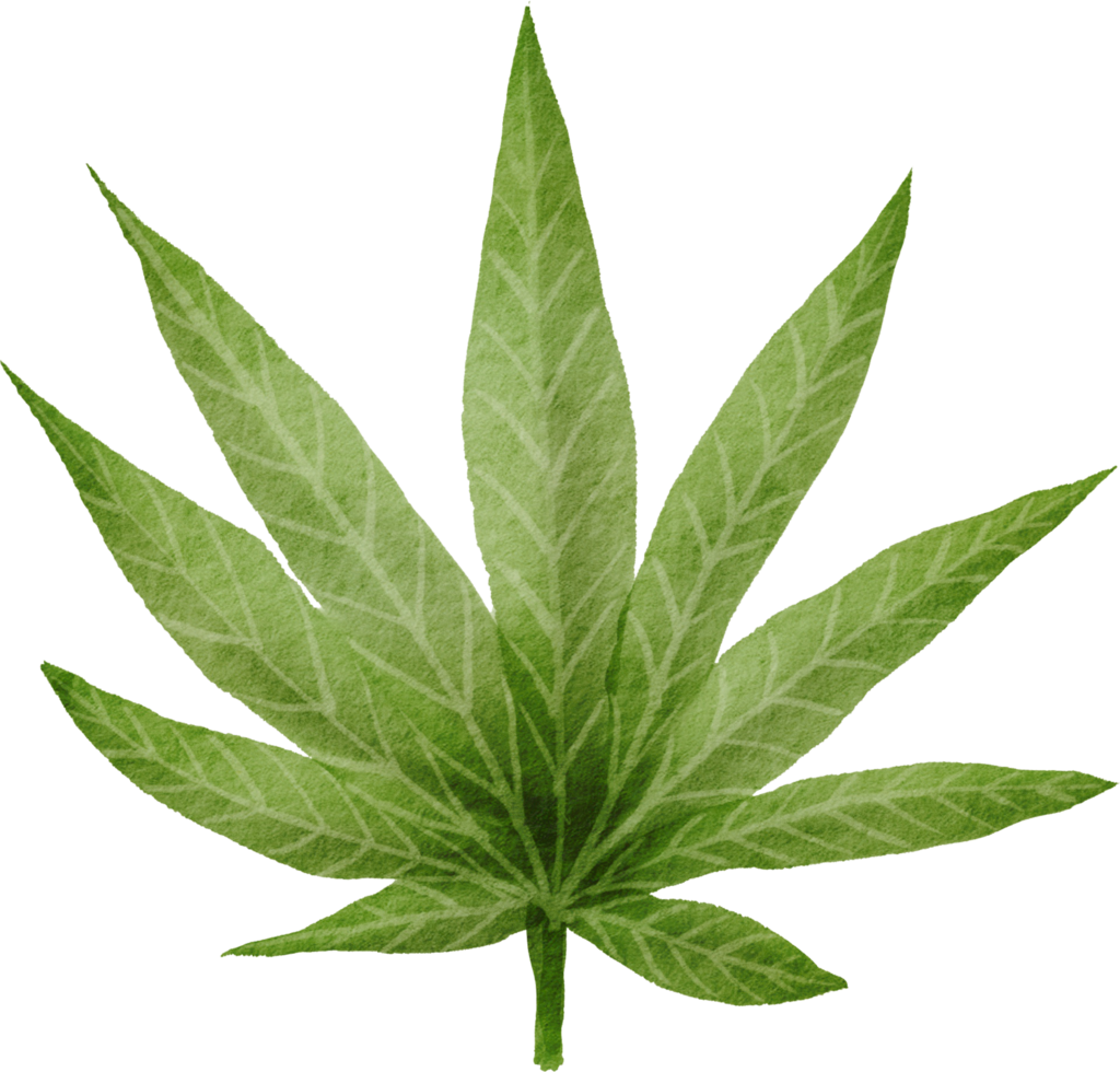 Cutout cannabis leaf simplicity watercolor painting. png