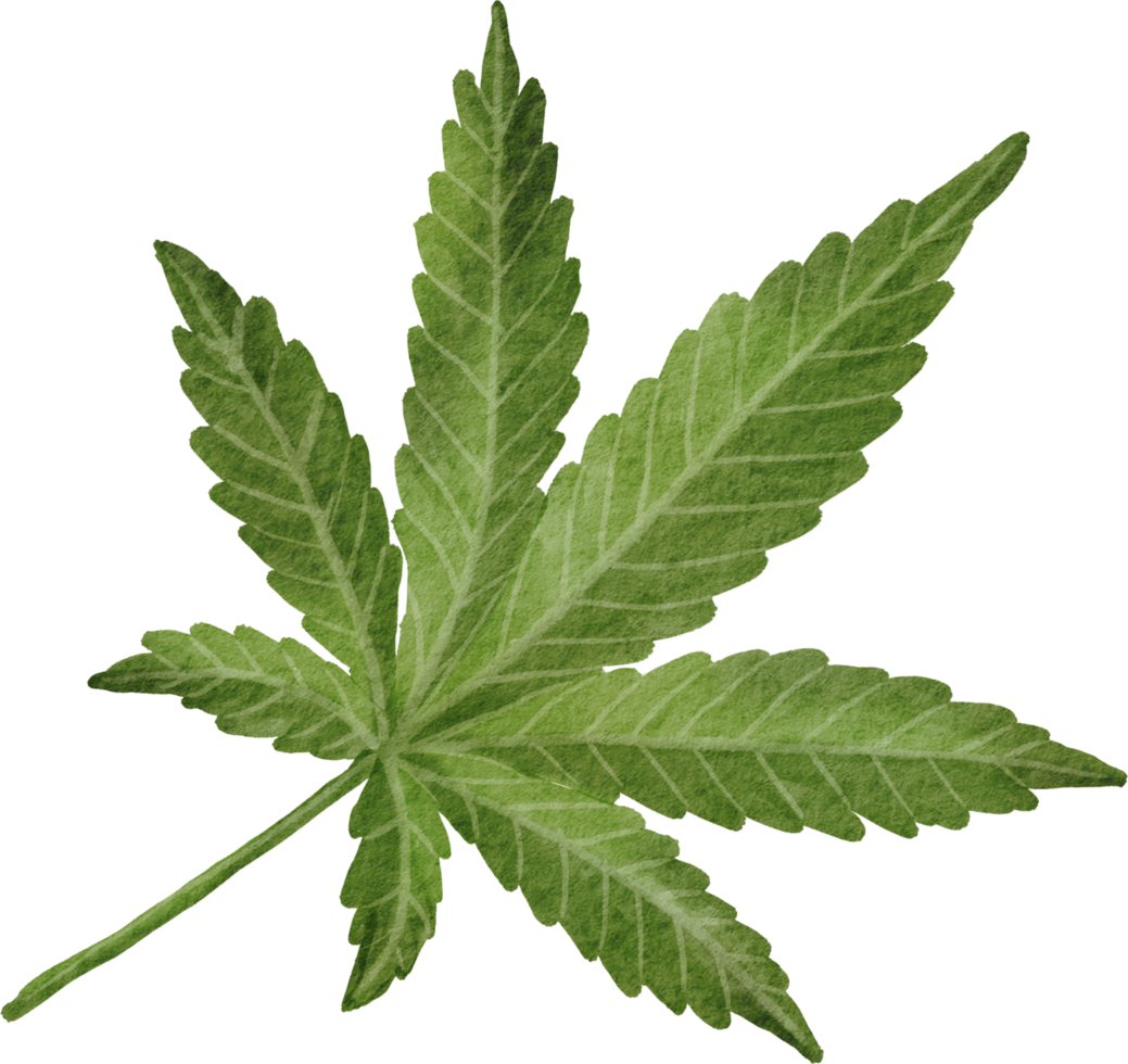 Cutout cannabis leaf simplicity watercolor painting. png