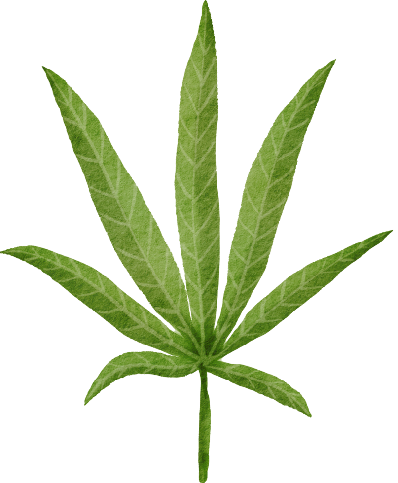 Cutout cannabis leaf simplicity watercolor painting. png