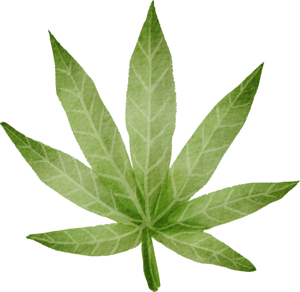 Cutout cannabis leaf simplicity watercolor painting. png