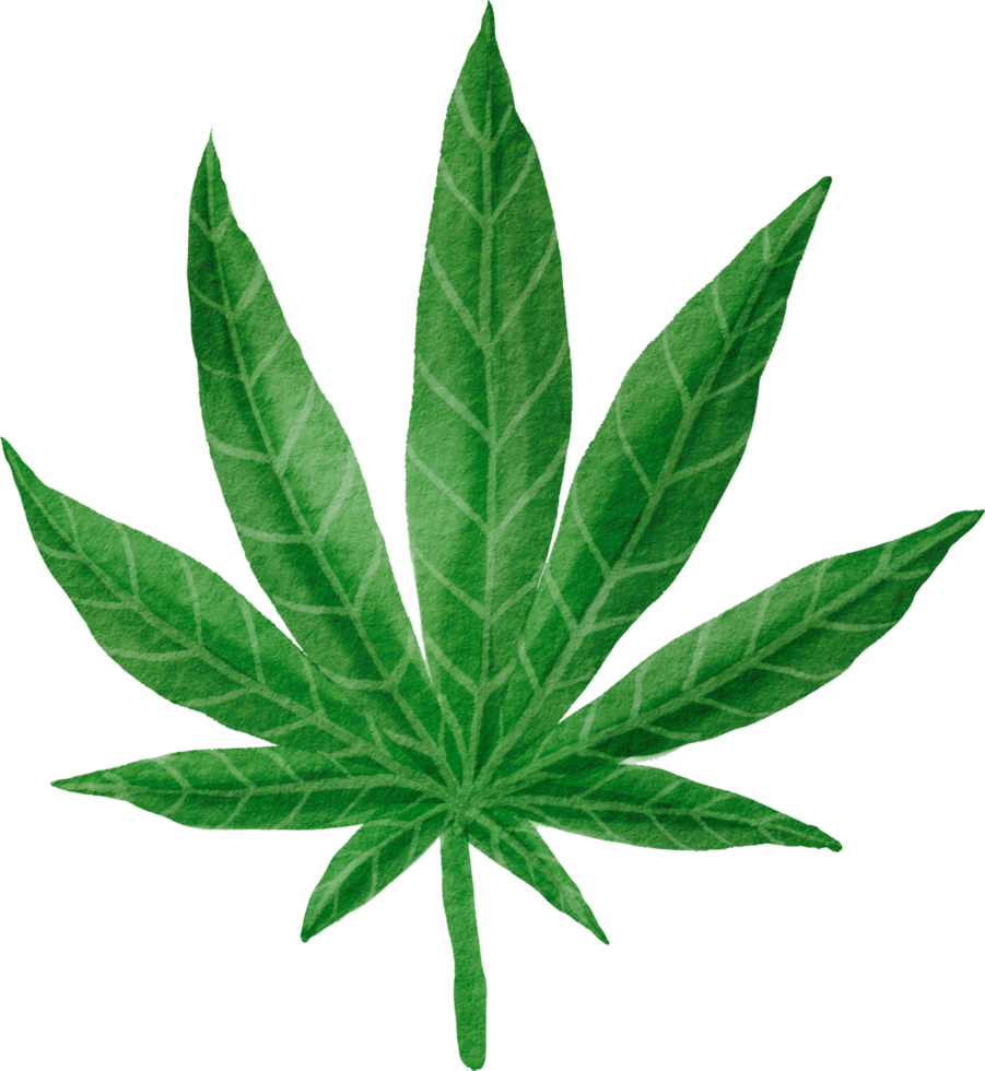 Cutout cannabis leaf simplicity watercolor painting. png