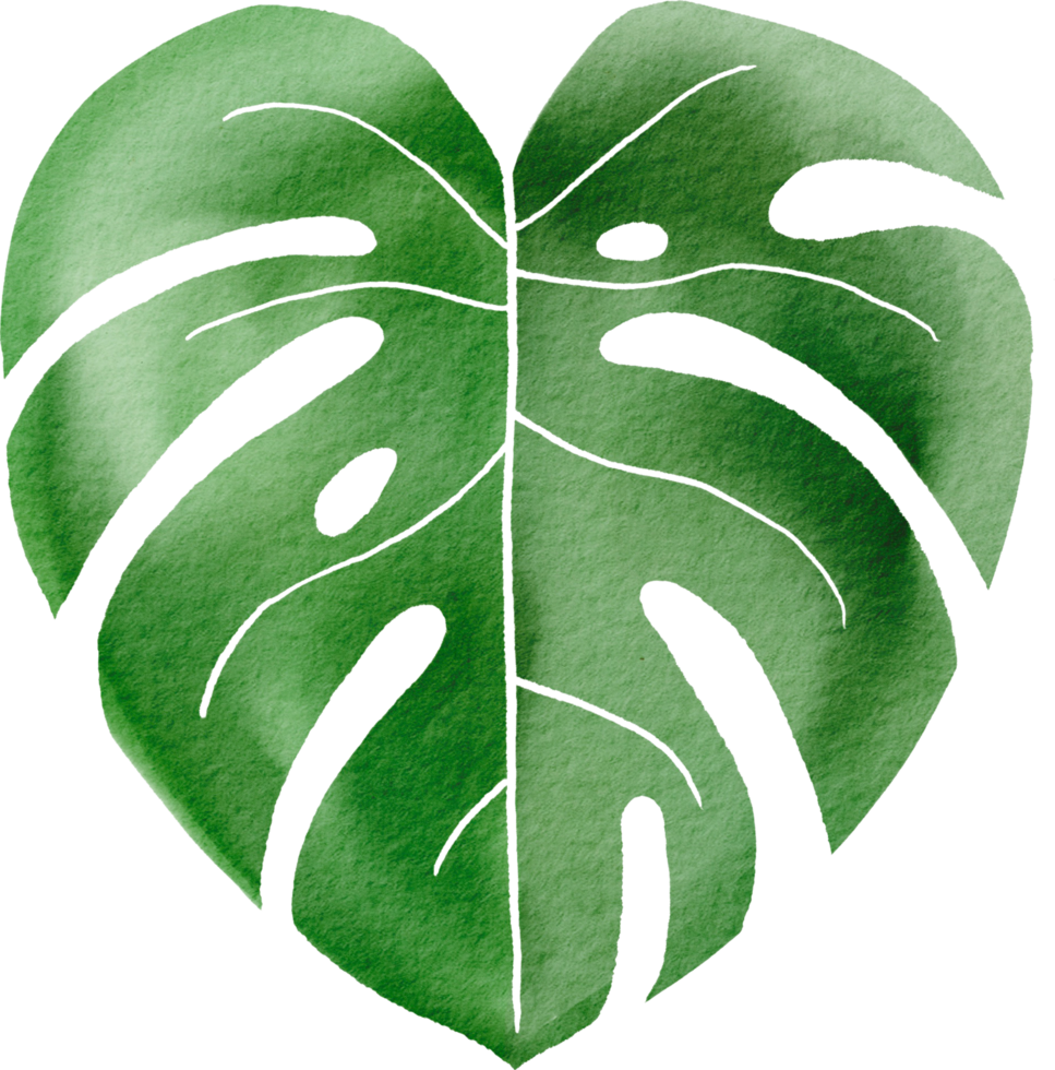 Ausschnitt Monstera Blatt Aquarell Einfachheit Malerei 9974134 PNG