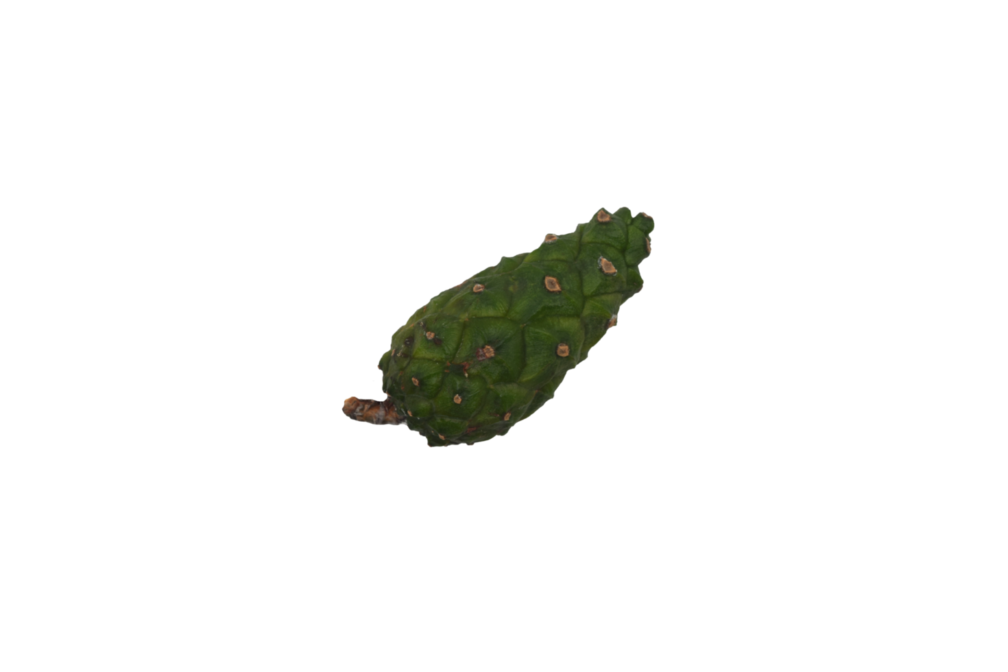 a small green immature pine cone on a transparent background png