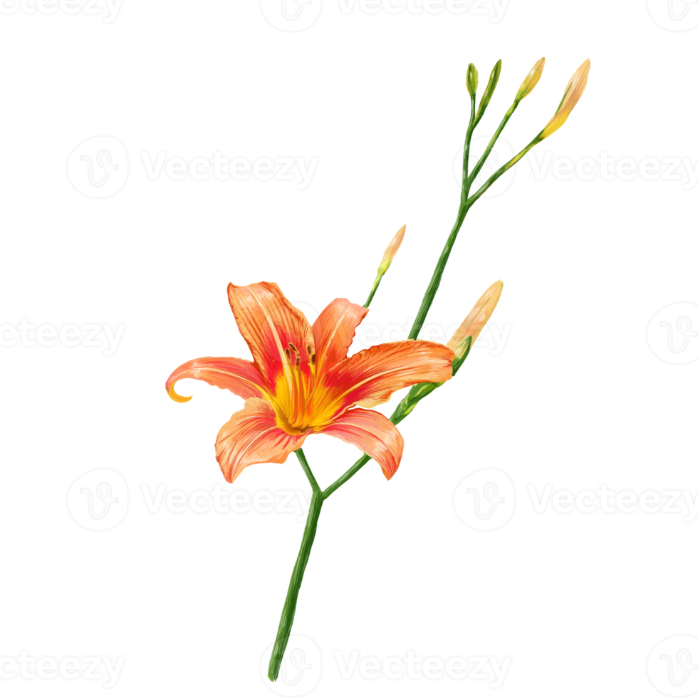 fiori di giglio arancione, illustrazione daylily png