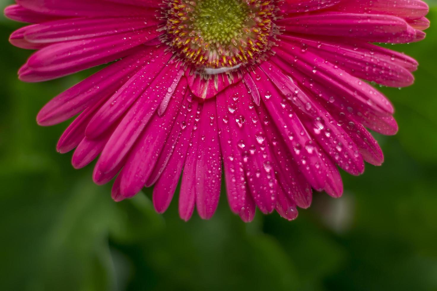 gerbera rosa con gotas foto