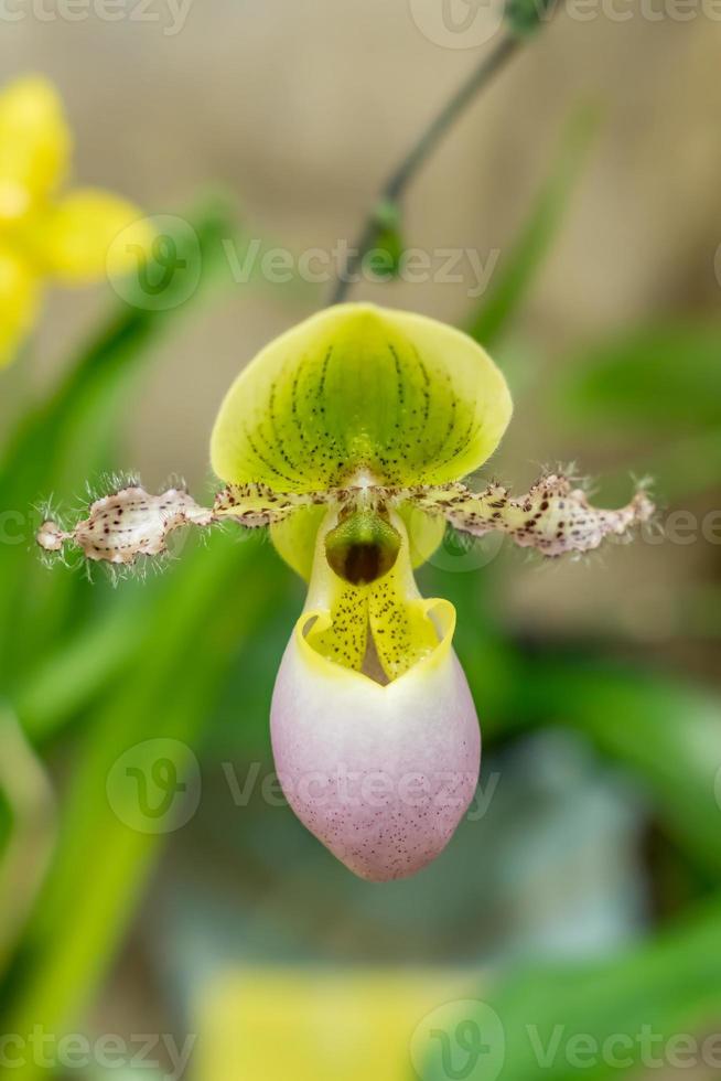 Cypripedioideae orchid closeup photo