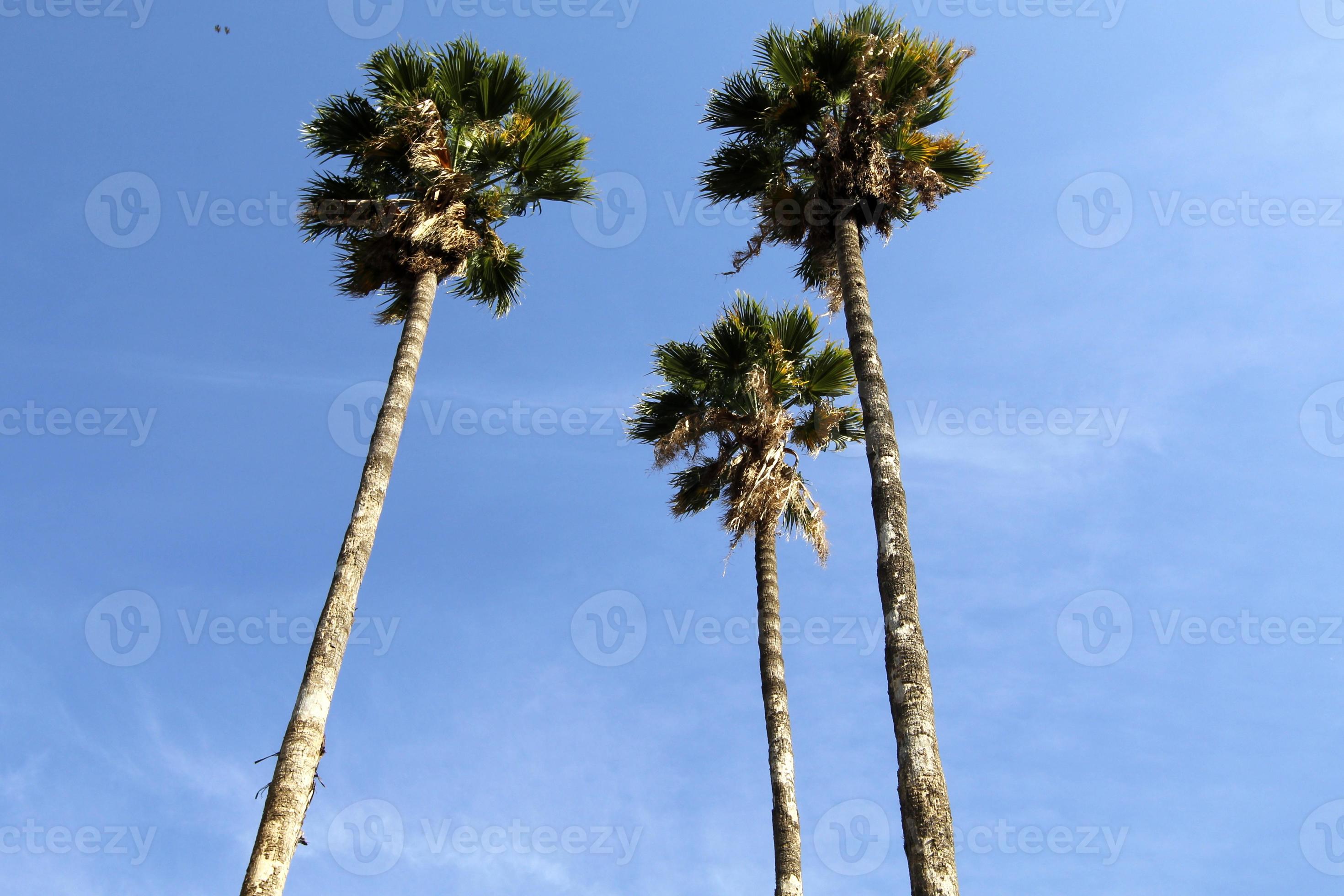 A tall palm tree in a city park in northern Israel. 9975500 Stock Photo