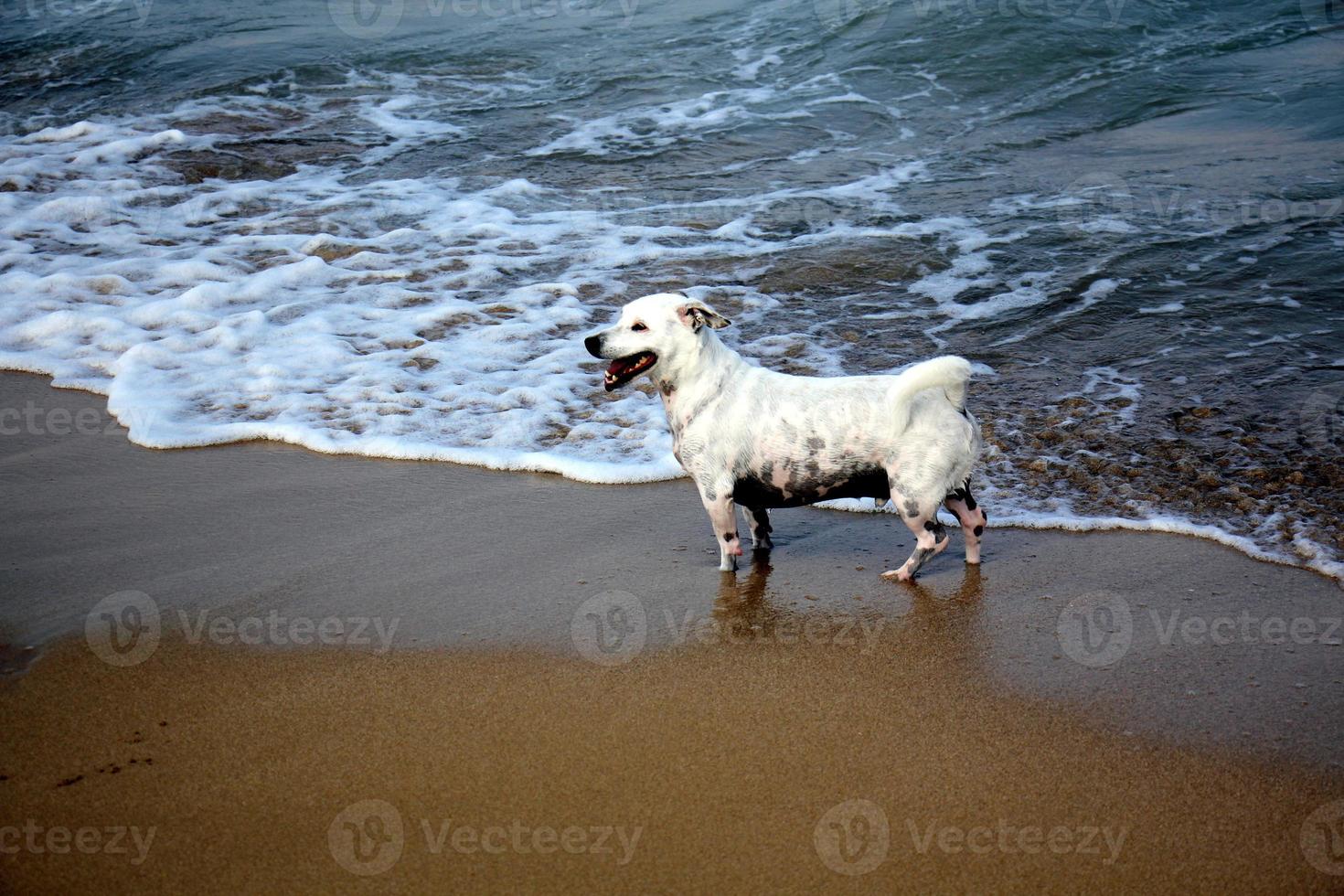 perro a pasear en un parque de la ciudad a orillas del mar mediterráneo foto