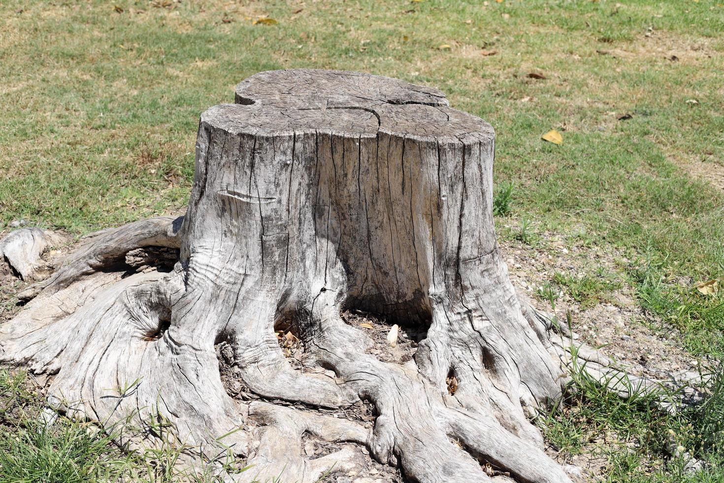 Old rotten stump in the city park. photo