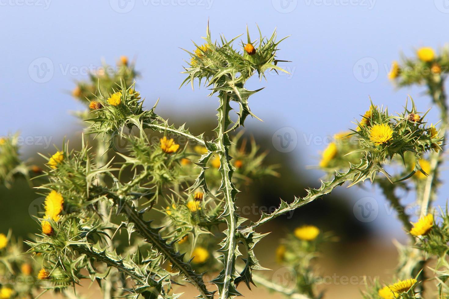 A thorny thistle plant in a forest clearing in northern Israel. photo